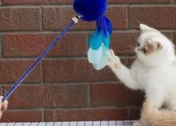 玩滑梯的猫咪娱乐吃瓜酱,吃瓜酱的欢乐时光