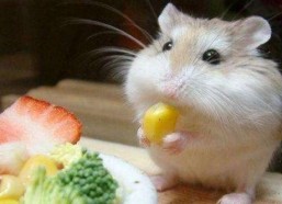 穷人养鼠大法娱乐吃瓜,趣味养鼠，吃瓜乐趣无限